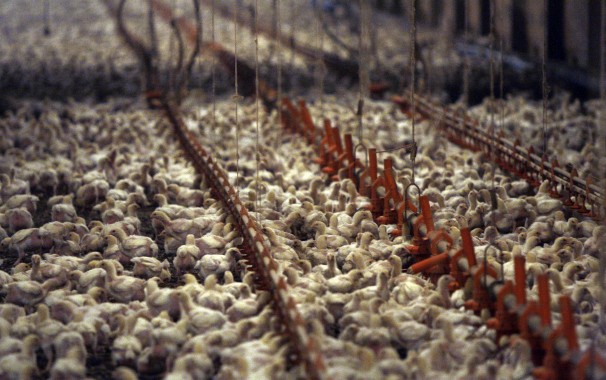 Urge Obama Administration to Give a Damn About Chickens